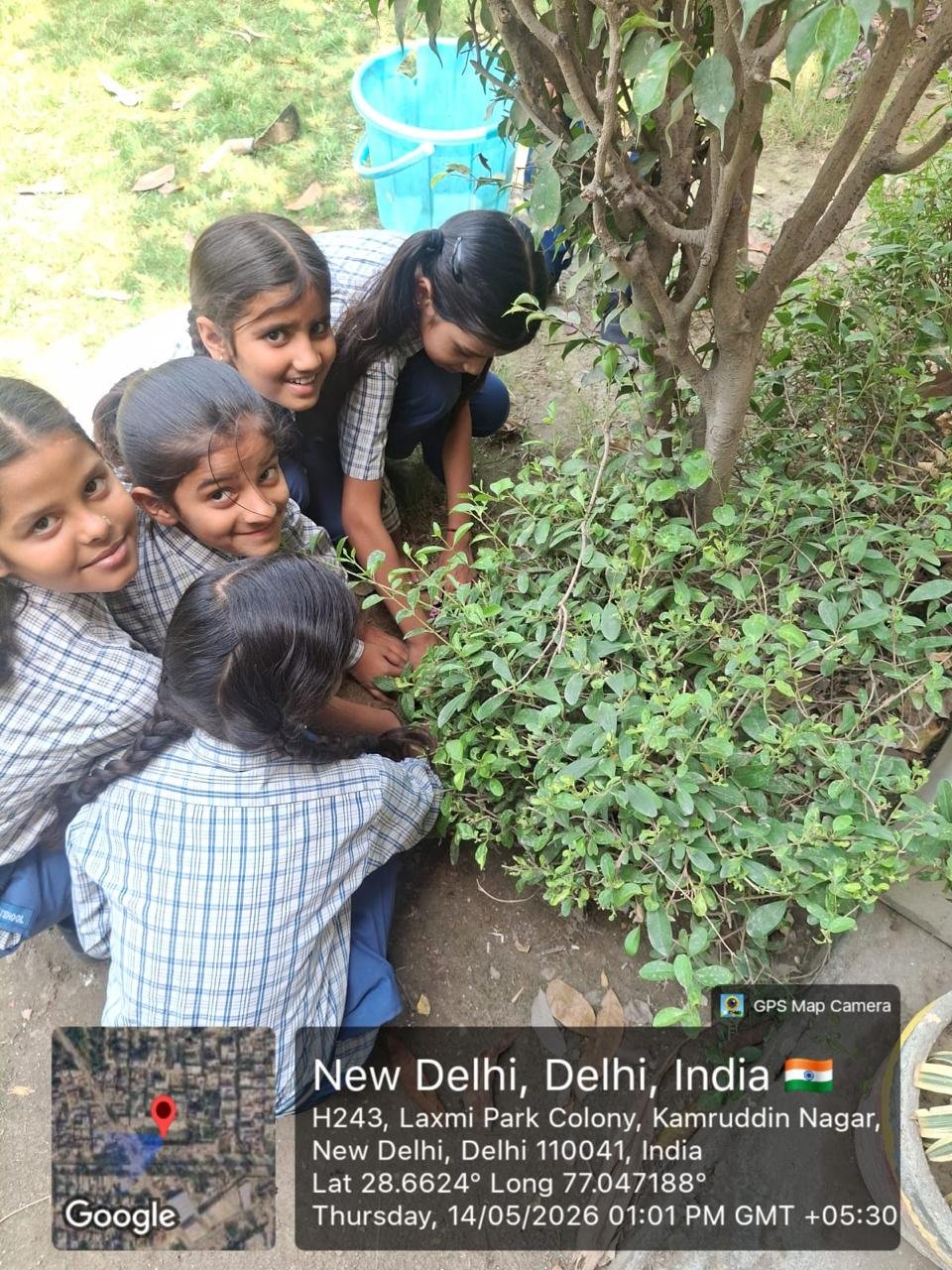 Tree Plantation